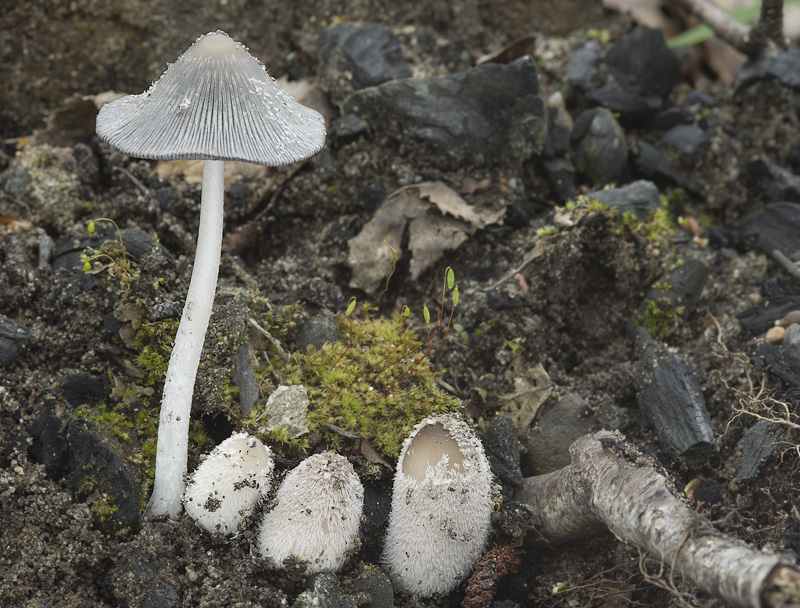 Coprinopsis lagopides